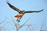 Red-tailed Hawkborder=